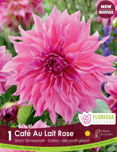 Dahlia - Cafe au Lait Rose