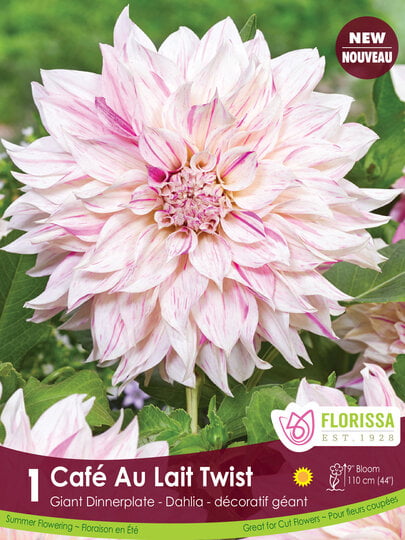 Dahlia - Cafe au Lait Twist