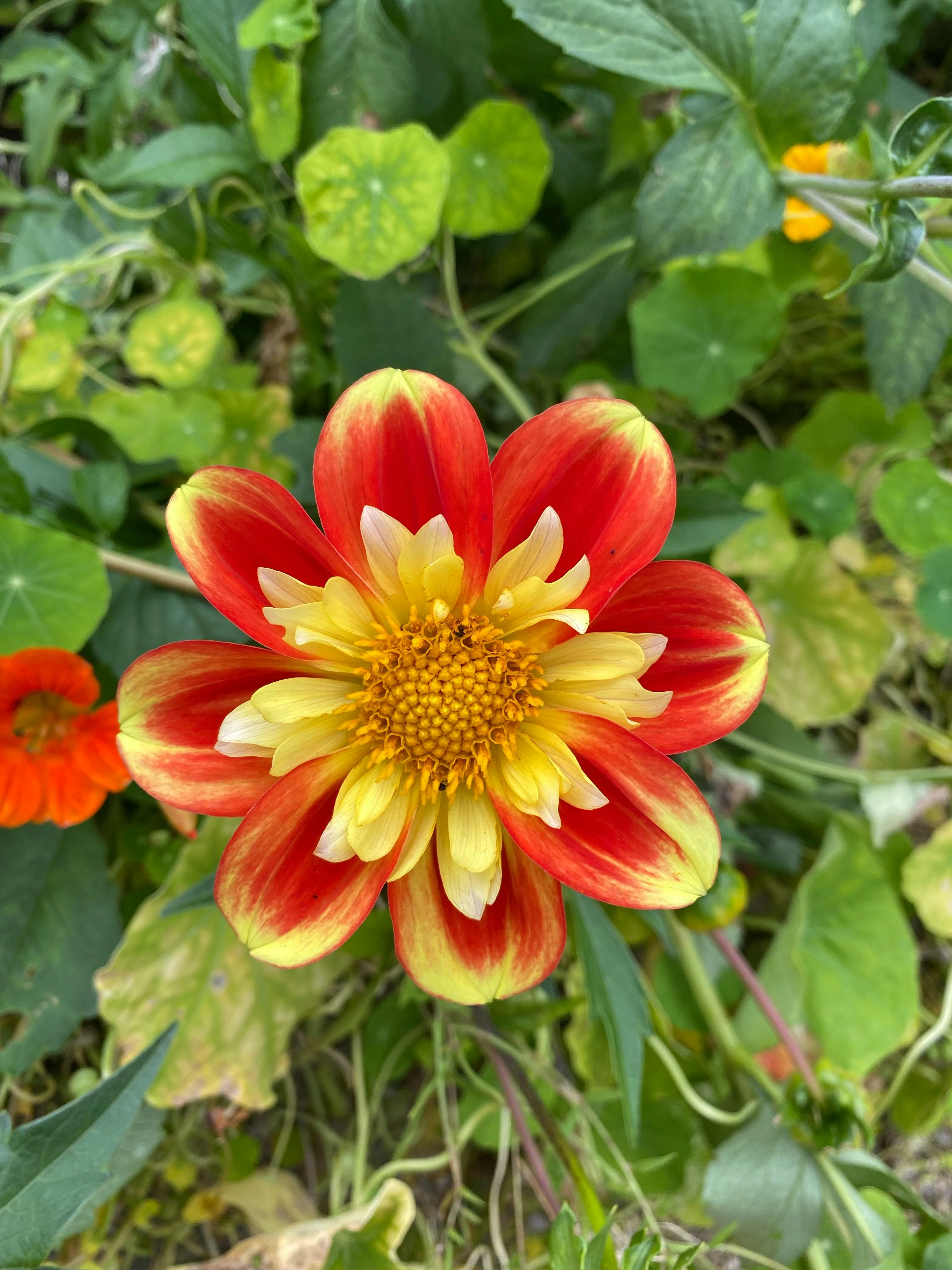 Dahlia - Collarette Mix, Bonus 4 Pack - Image 3