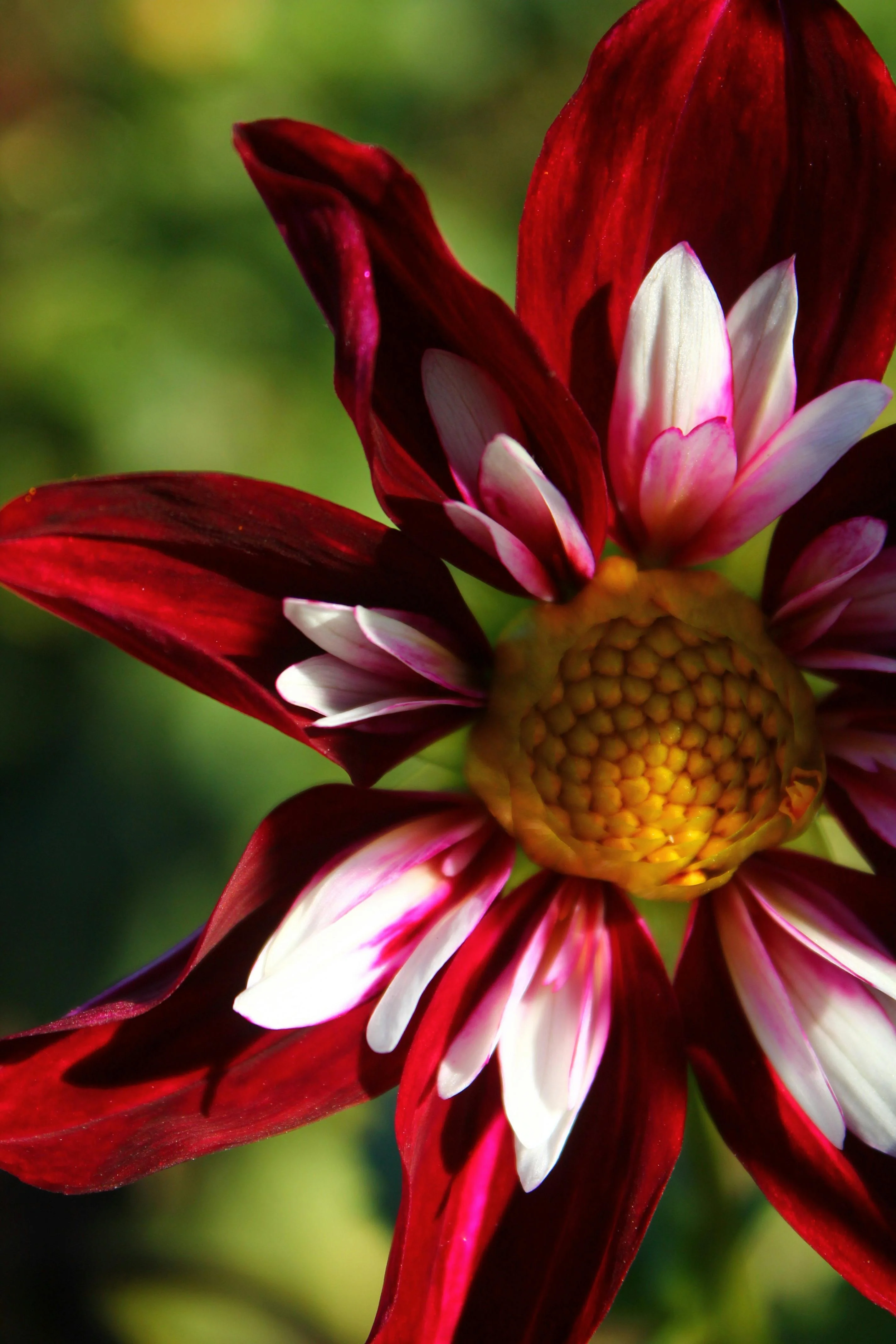 Dahlia - Collarette Mix, Bonus 4 Pack - Image 4