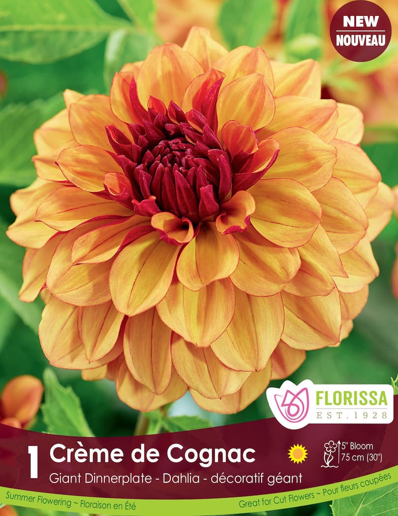 Dahlia - Crème de Cognac