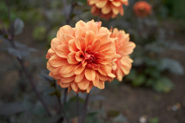 Dahlia - David Howard - Image 2