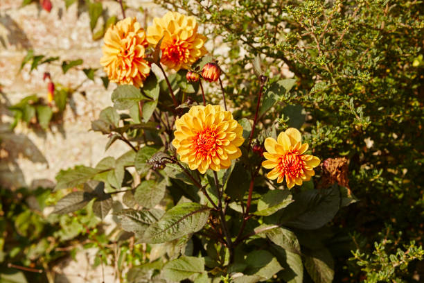 Dahlia - David Howard - Image 3