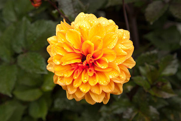 Dahlia - David Howard - Image 4