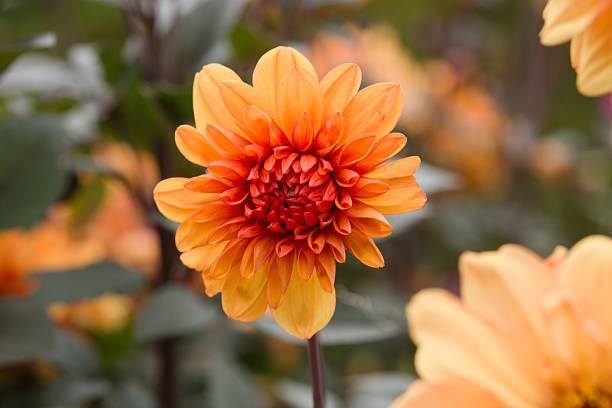 Dahlia - David Howard - Image 5