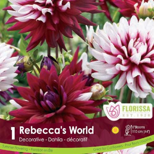Dahlia - Rebecca's World