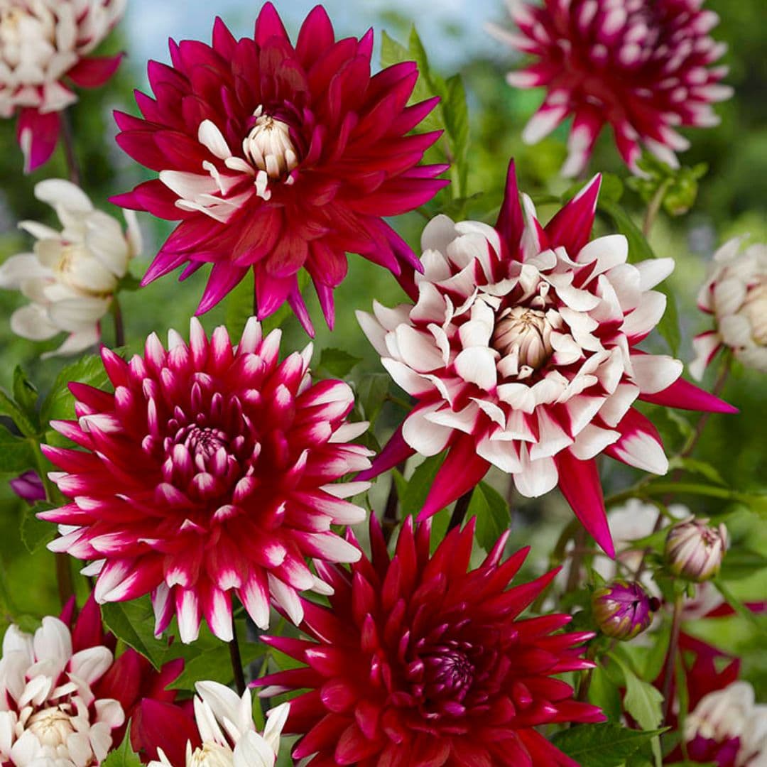 Dahlia - Rebecca's World - Image 2