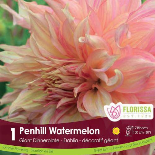 Dahlia - Penhill Watermelon