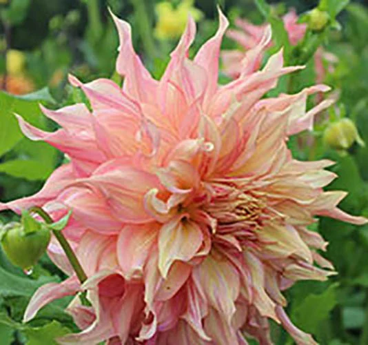 Dahlia - Penhill Watermelon - Image 2
