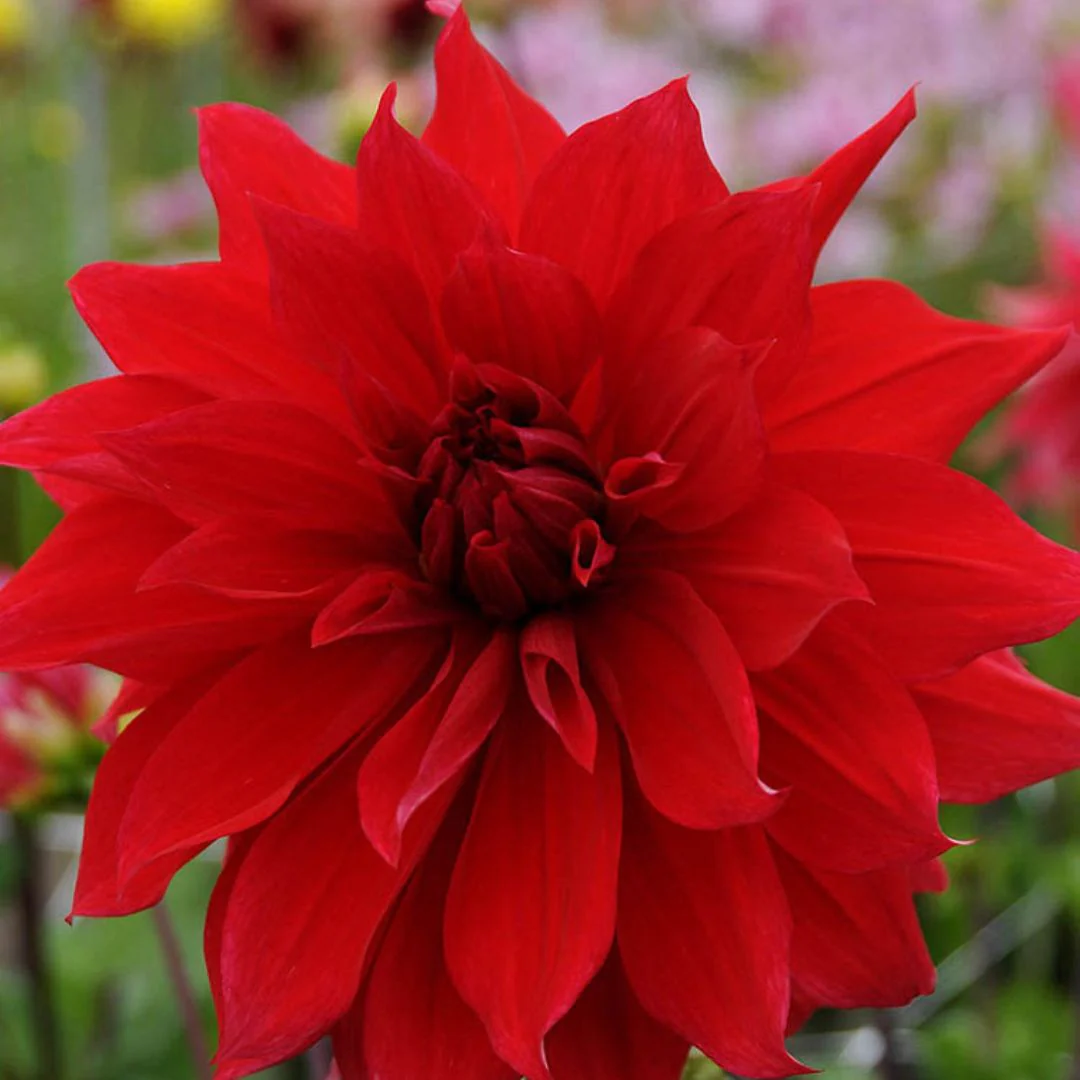 Dahlia - Babylon Red - Image 2