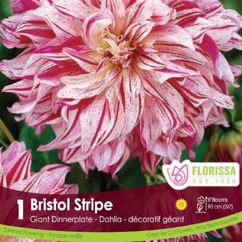 Dahlia - Bristol Stripe