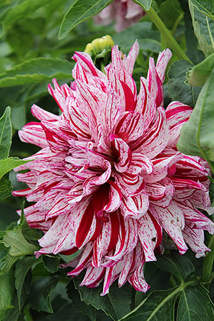 Dahlia - Bristol Stripe - Image 2