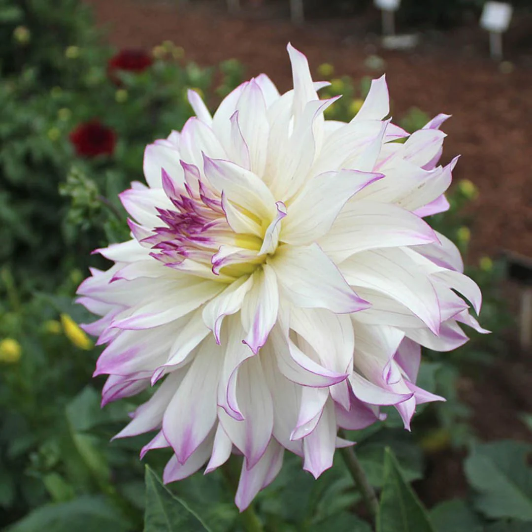 Dahlia - Ferncliff Illusion - Image 2