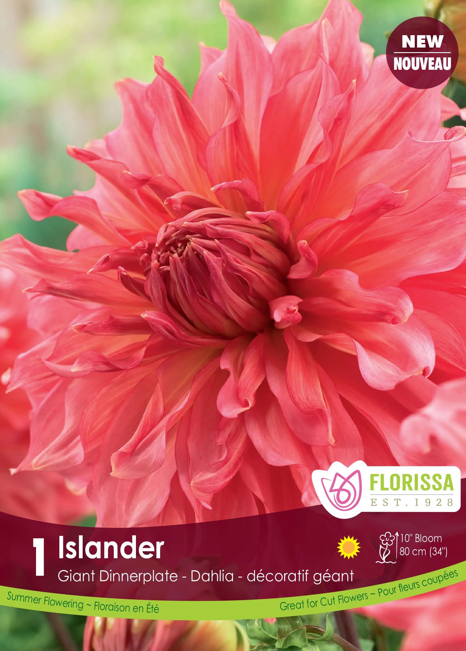 Dahlia - Islander