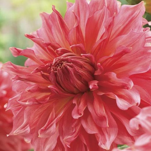 Dahlia - Islander - Image 2
