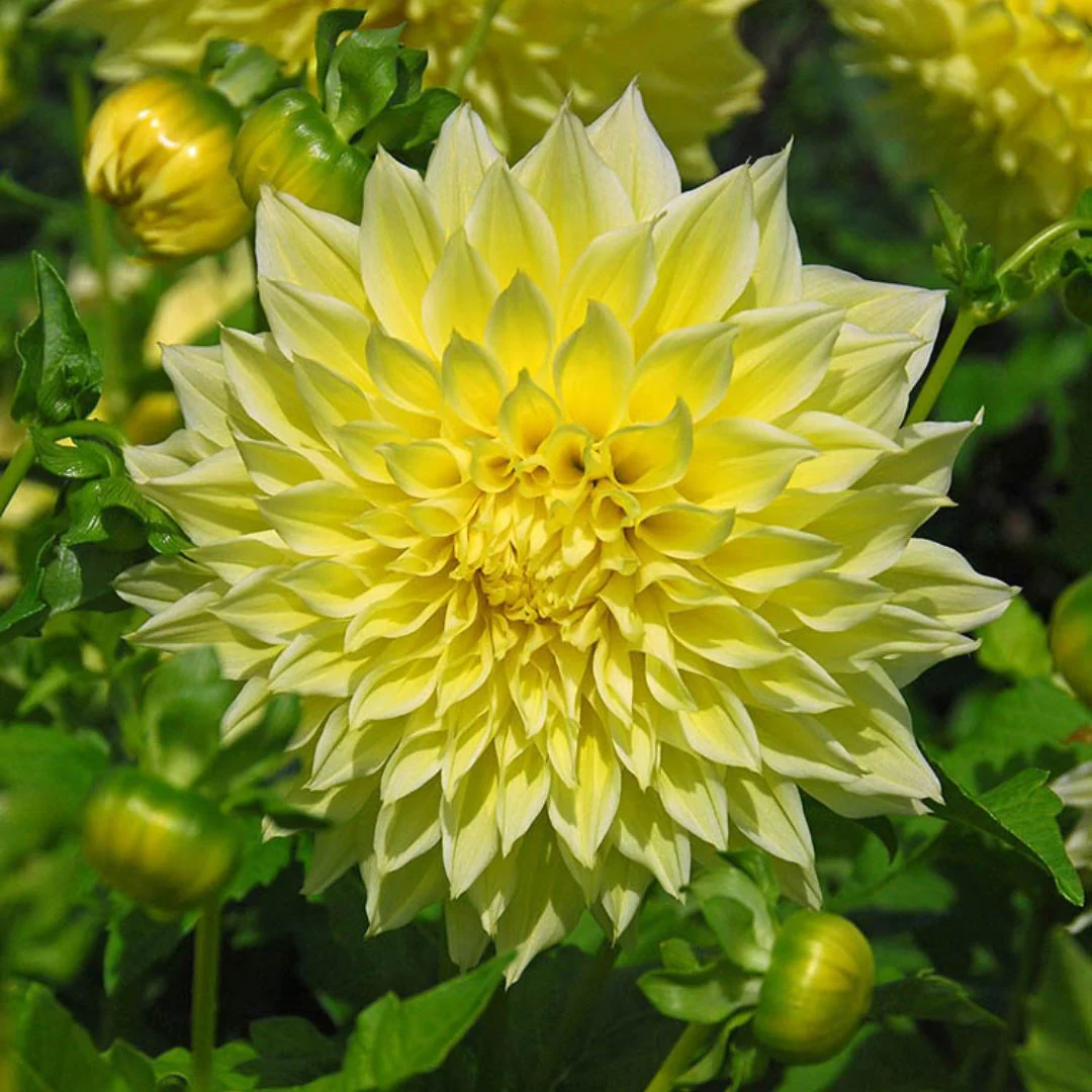 Dahlia - Kelvin Floodlight - Image 2