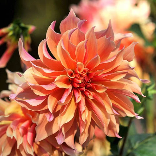 Dahlia - Labyrinth - Image 2