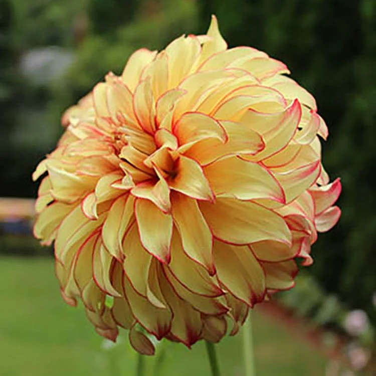 Dahlia - Lady Darlene - Image 2