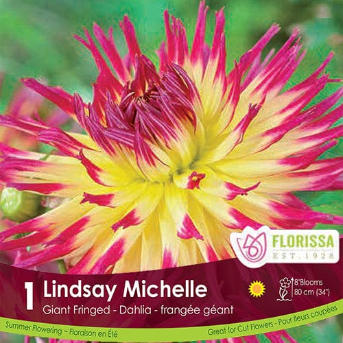 Dahlia - Lindsay Michelle