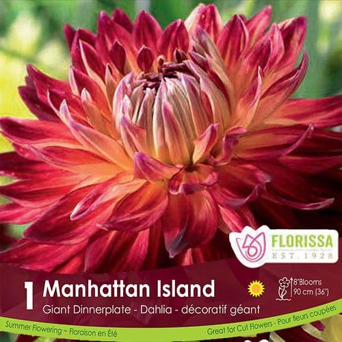 Dahlia - Manhattan Island