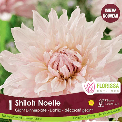 Dahlia - Shiloh Noelle