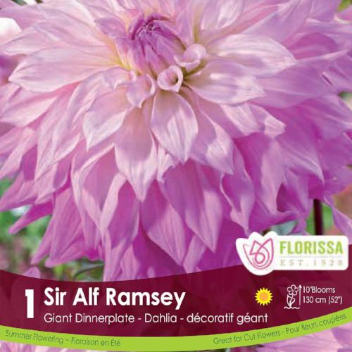 Dahlia - Sir Alf Ramsay