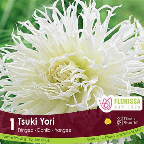 Dahlia - Tsuki Yori