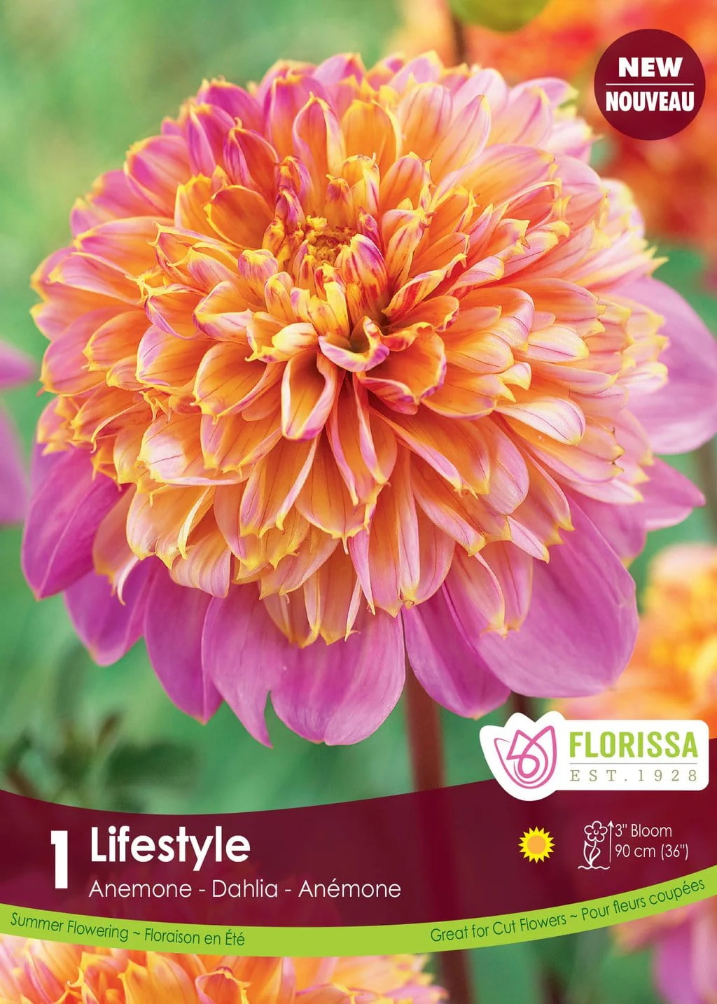 Dahlia - Lifestyle