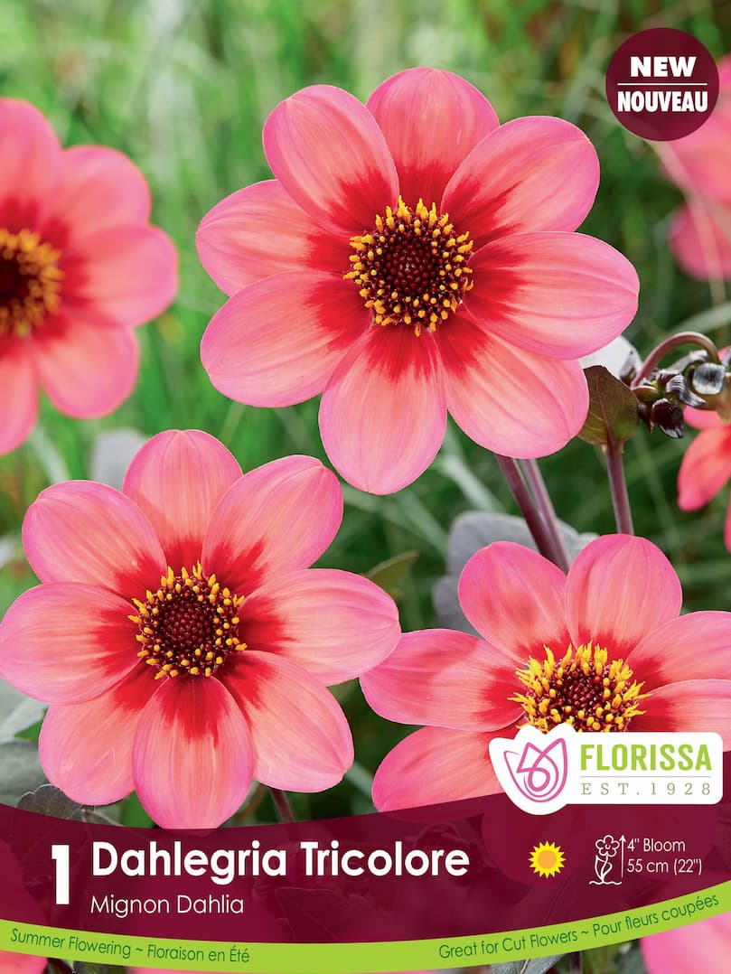 Dahlia Mignon - Dalegria Tricolore
