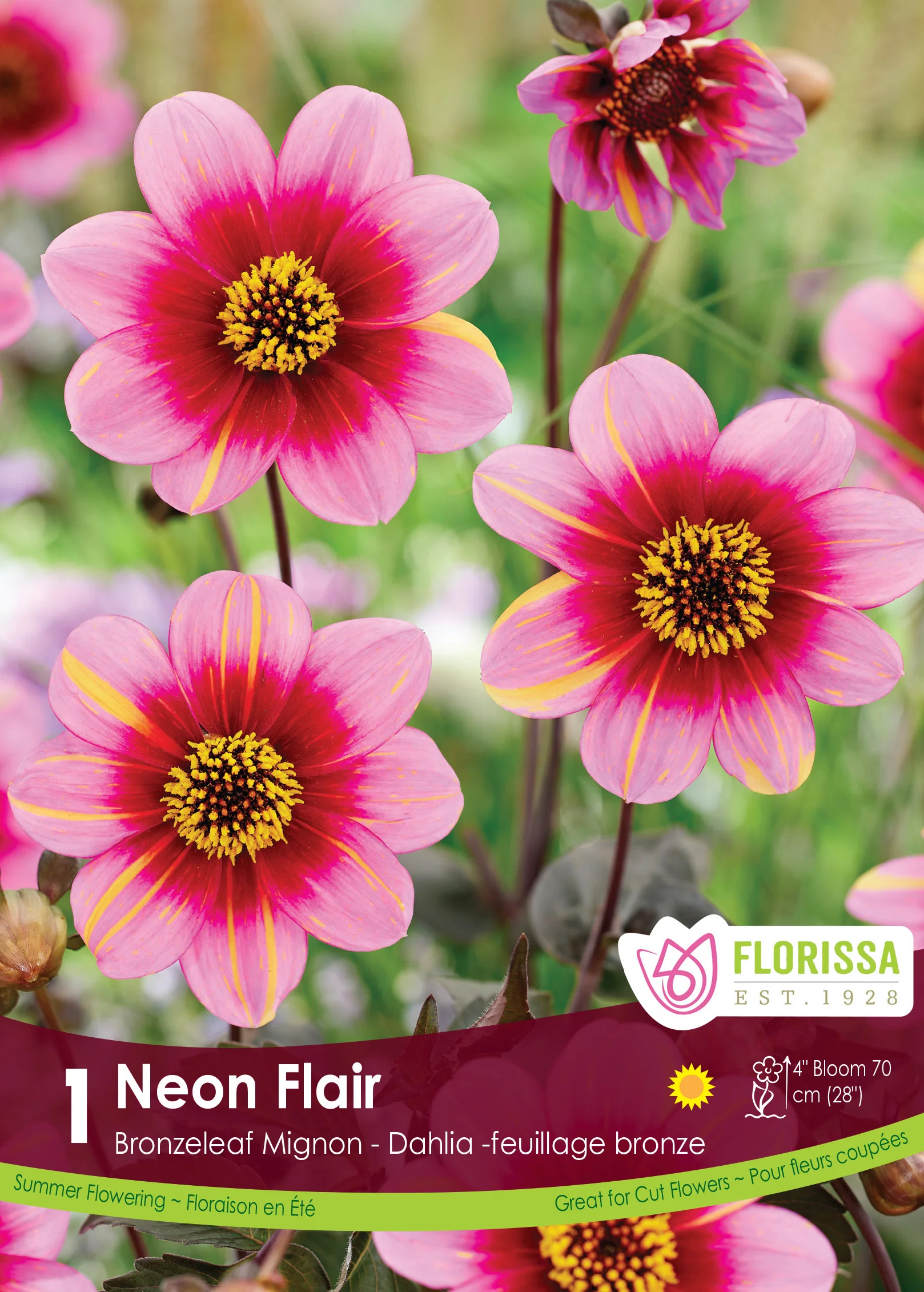 Dahlia Mignon - Neon Flair