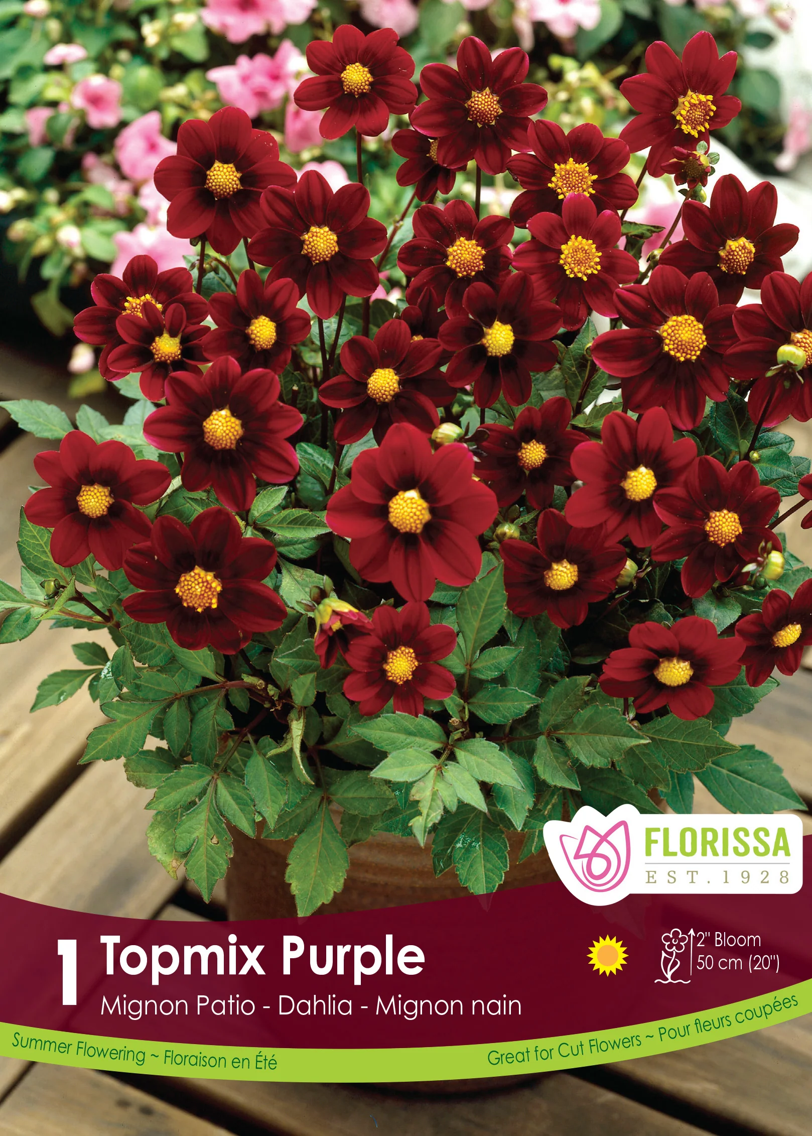 Dahlia Mignon - Topmix Purple