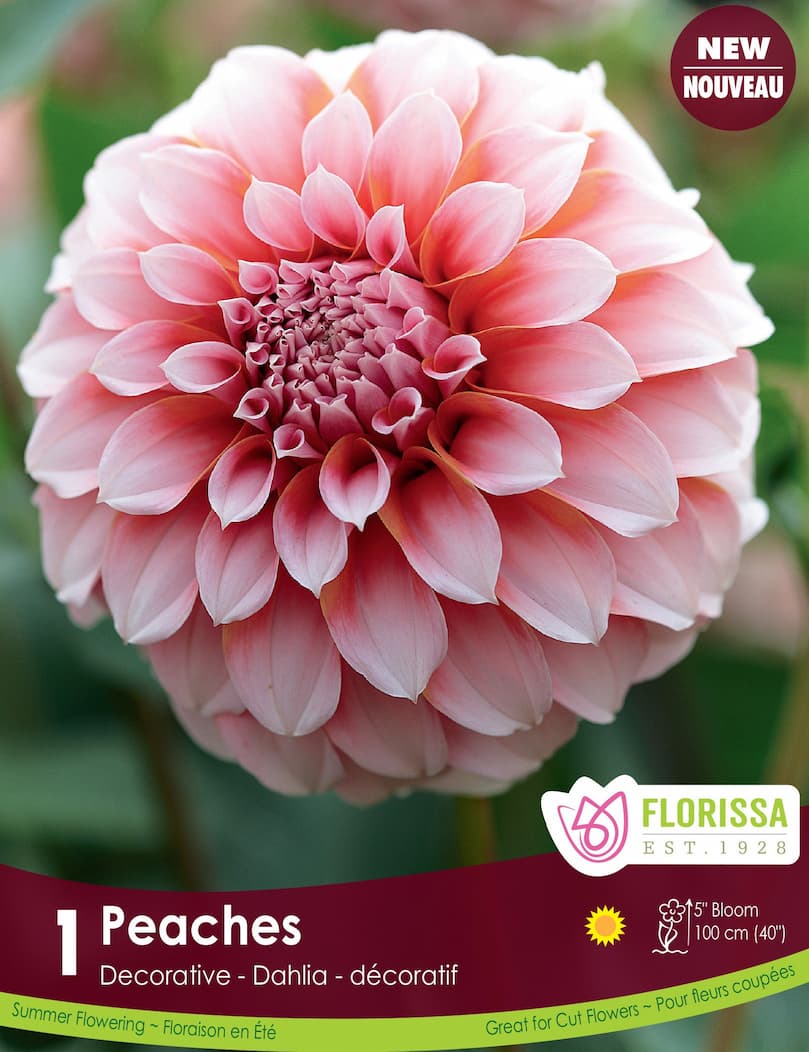 Dahlia - Peaches