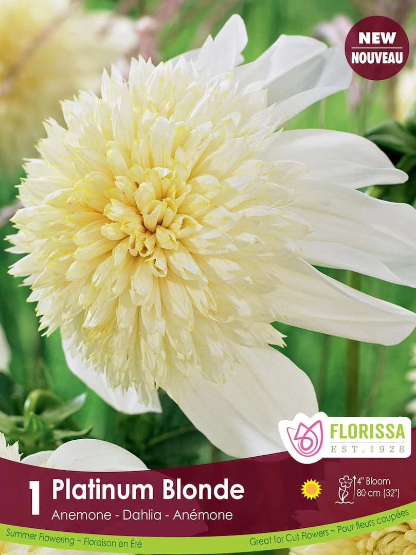 Dahlia - Platinum Blonde