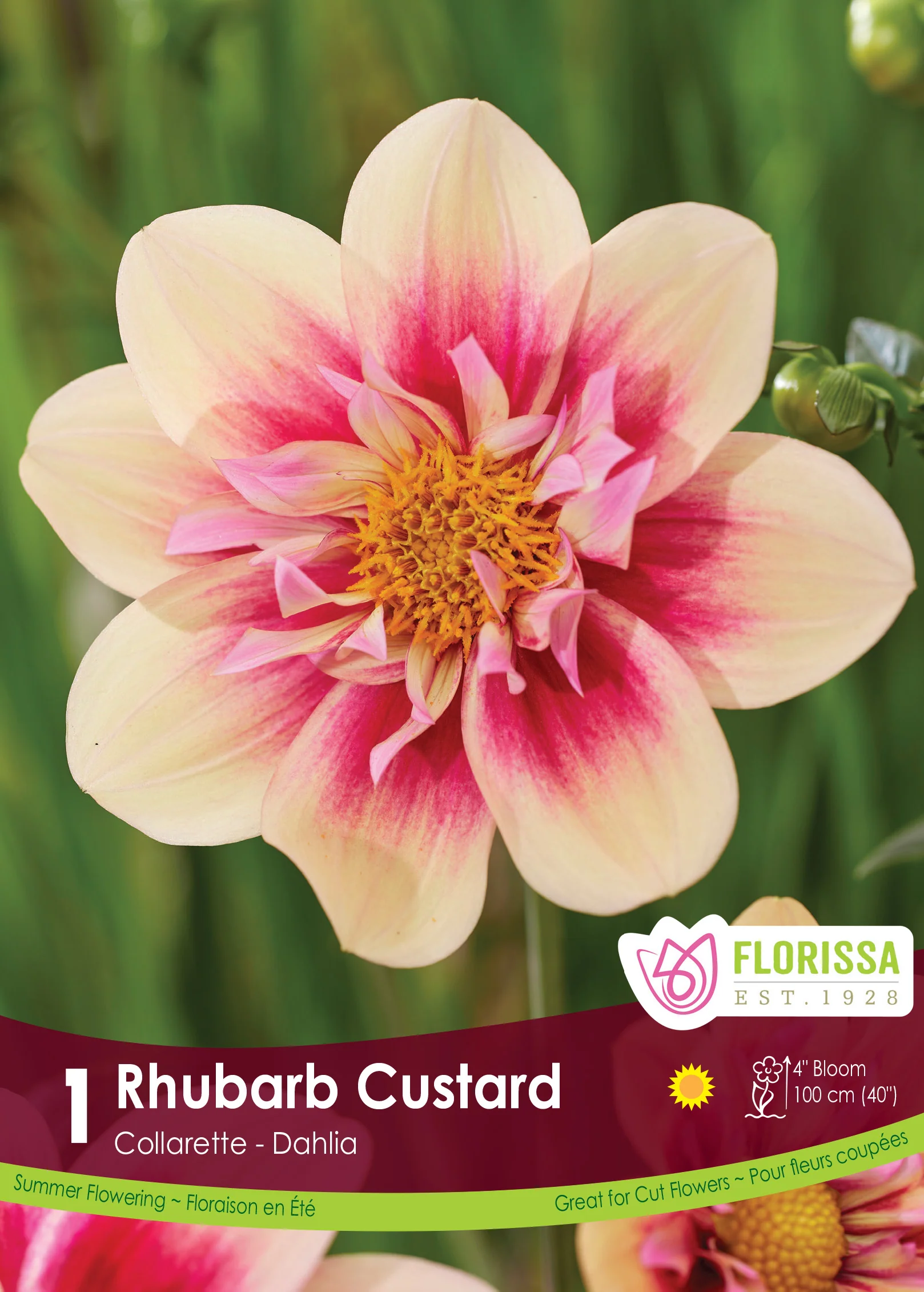 Dahlia - Rhubarb Custard