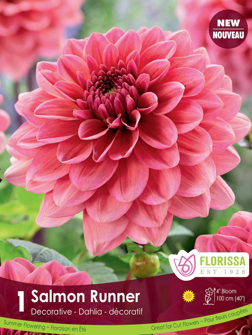 Dahlia - Salmon Runner
