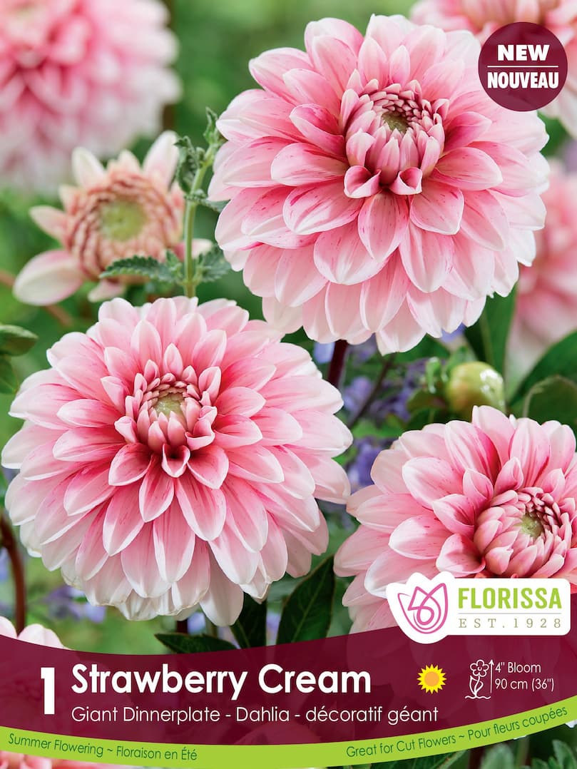Dahlia - Strawberry Cream