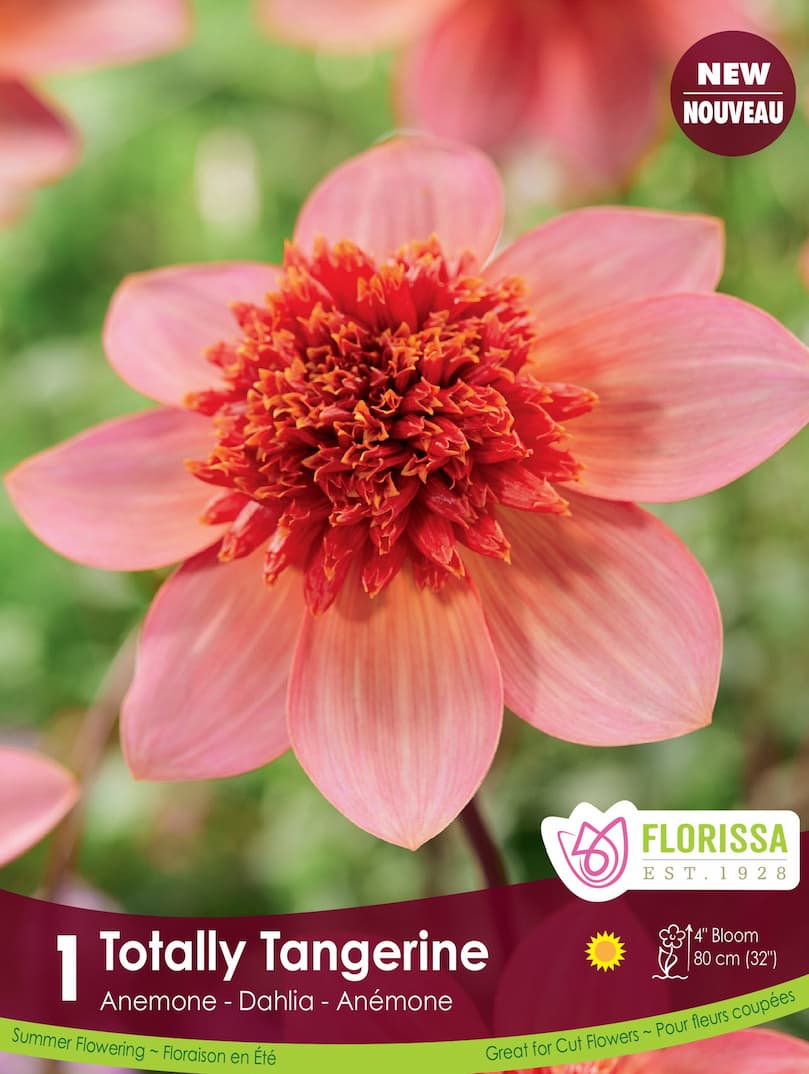 Dahlia - Totally Tangerine