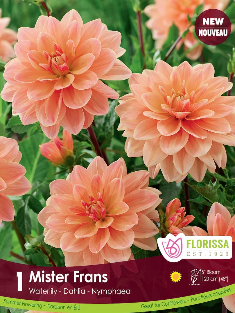 Dahlia - Waterlily Mister Frans