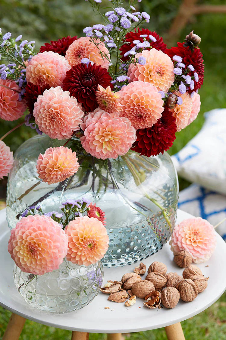 Dahlias - Antique Copper, Colourful Companions, 3 Pack - Image 3
