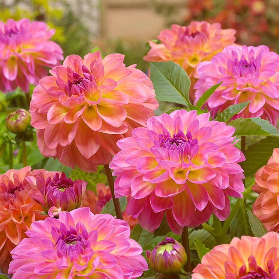 Dahlias - Pretty Please, Colourful Companions, 3 Pack - Image 2