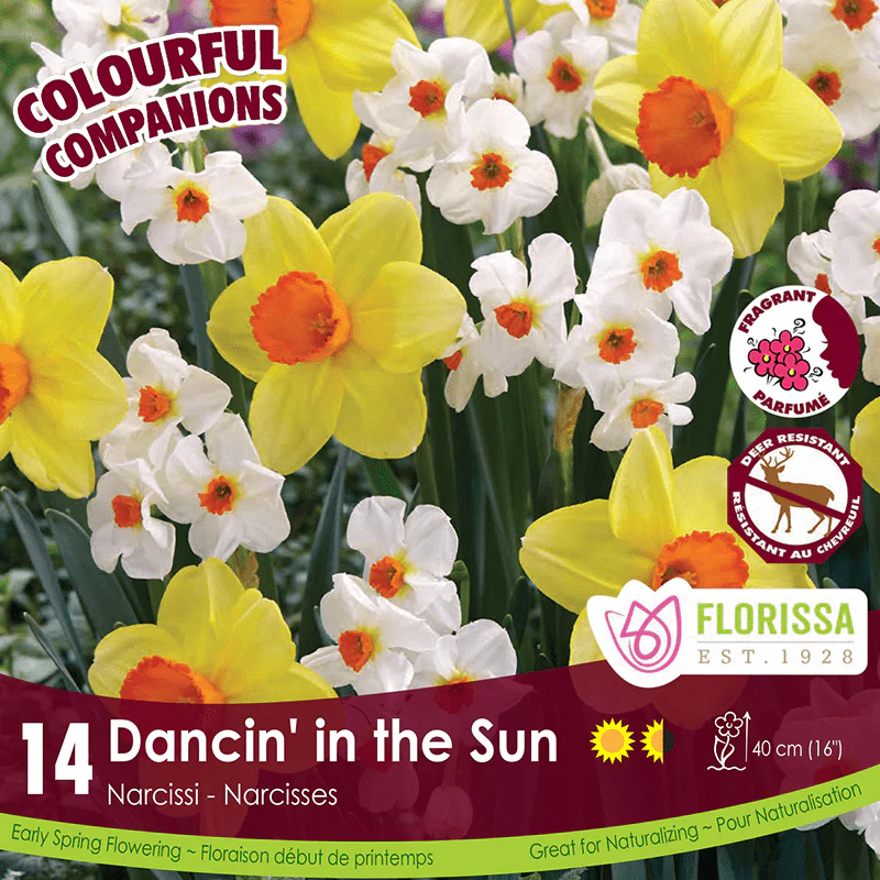 Narcissi - Dancin' In The Sun, Colourful Companions, 14 Pack
