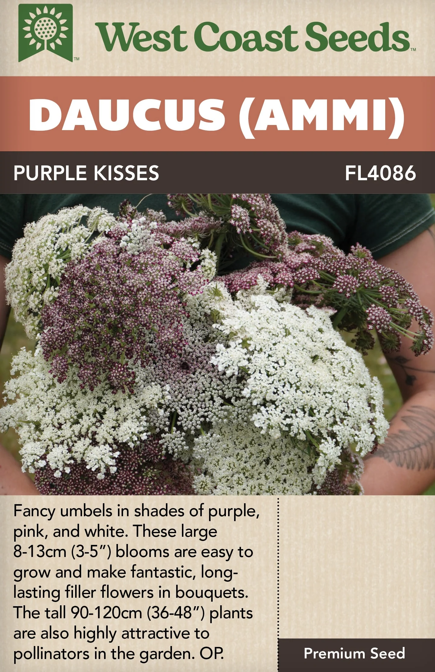 Daucus Purple Kisses - West Coast Seeds