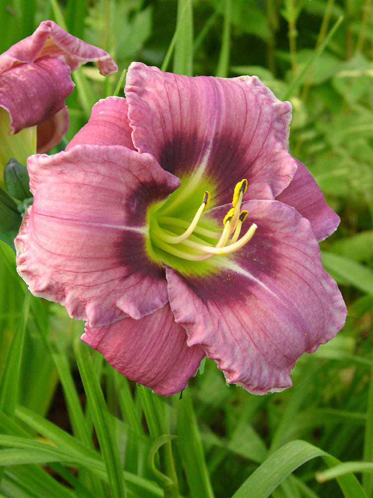 Daylily - Always Afternoon, 1 Pack - Image 2
