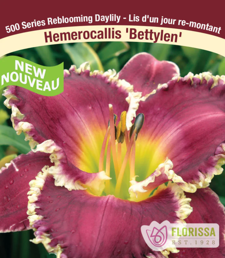 Daylily - Bettylen, 1 Pack