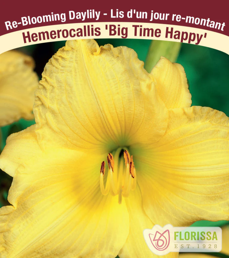 Daylily - Big Time Happy, 1 Pack