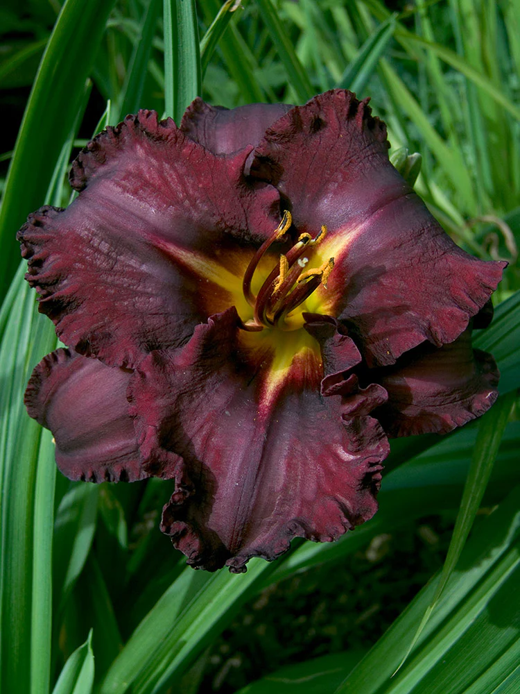 Daylily - Black Stockings, 1 Pack - Image 2