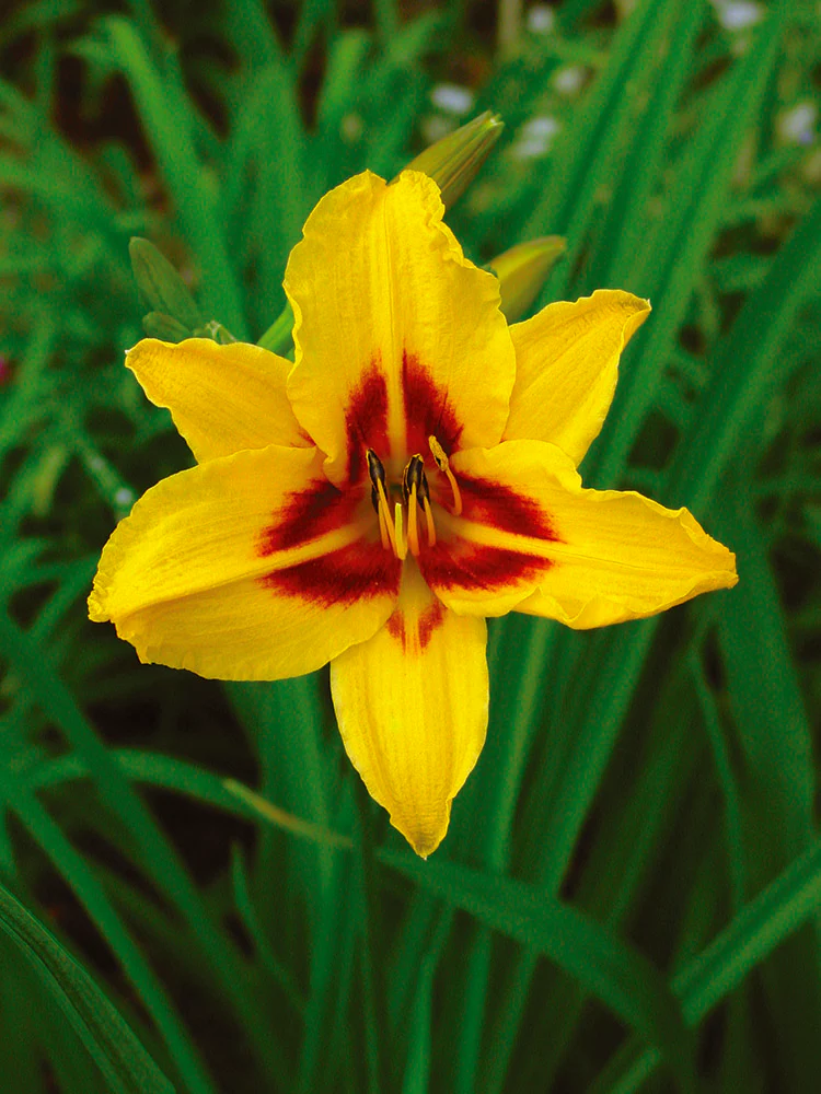 Daylily - Bonanza, 1 Pack - Image 2