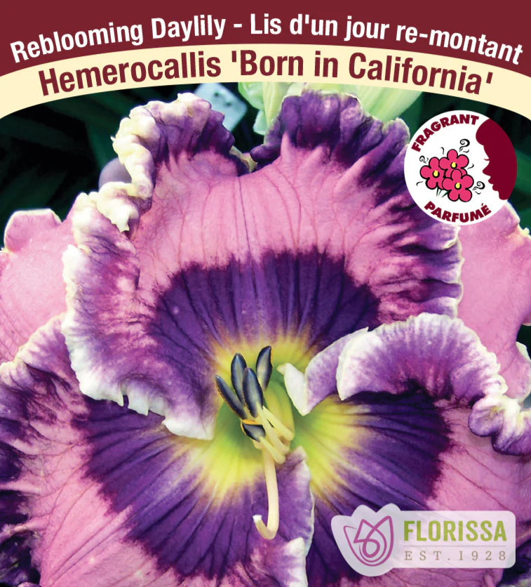 Daylily - Born in California, 1 Pack