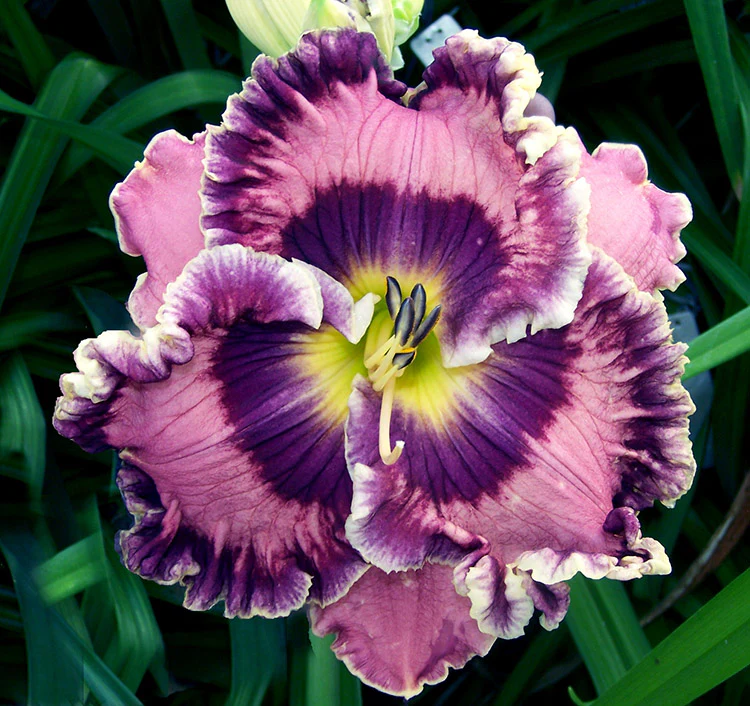Daylily - Born in California, 1 Pack - Image 2