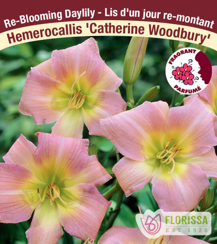 Daylily - Catherine Woodbury, 1 Pack